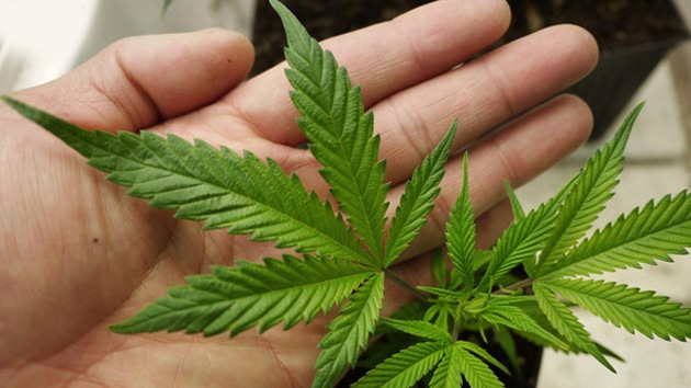 Estudio sobre marihuana y VIH revelaría posibles efectos positivos o negativos del consumo de la planta. Foto: Actualidad Argentina