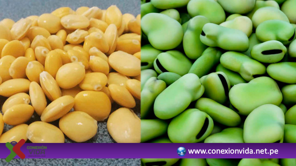 Galletas nutritivas con chocho y habas para combatir anemia Galletas nutritivas con chocho y habas para combatir anemia