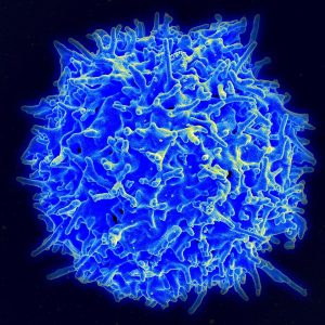 Los linfocitos CD4, también conocidos como linfocitos T4, son glóbulos blancos que combaten infecciones y desempeñan un papel importante en el sistema inmunitario. El conteo de CD4 se usa para vigilar la salud del sistema inmunitario en personas con el VIH